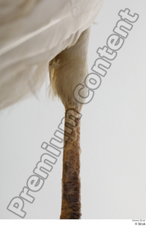 Stork  2 leg 0032.jpg